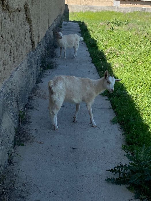 Занен голланд Лактар
