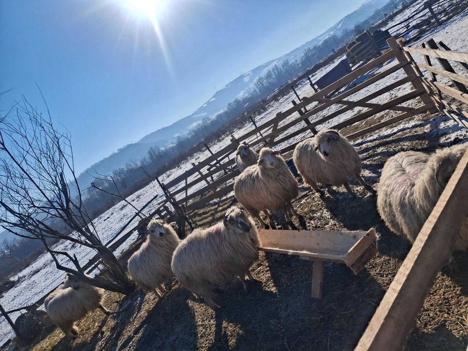 Oi  de vânzare  Bacău