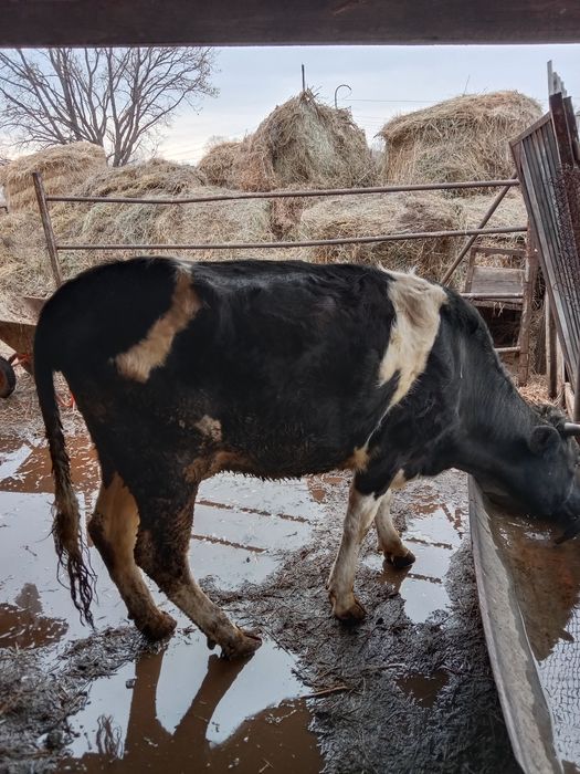 Продается корова