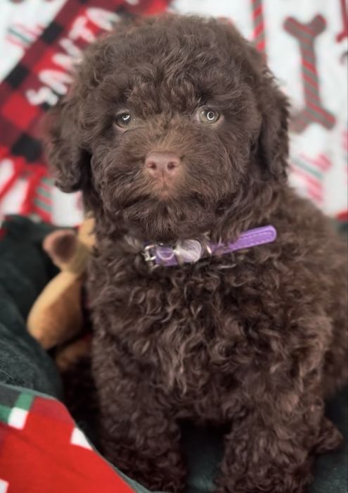 Пудел Мини  мъжко шоколад