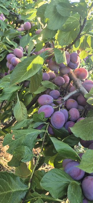 Prune din livada toate soiurile 2,5lei kg