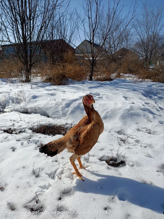 Даканка 8 месяцев