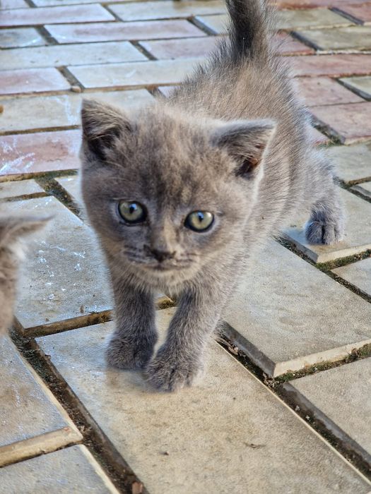 British shorthair