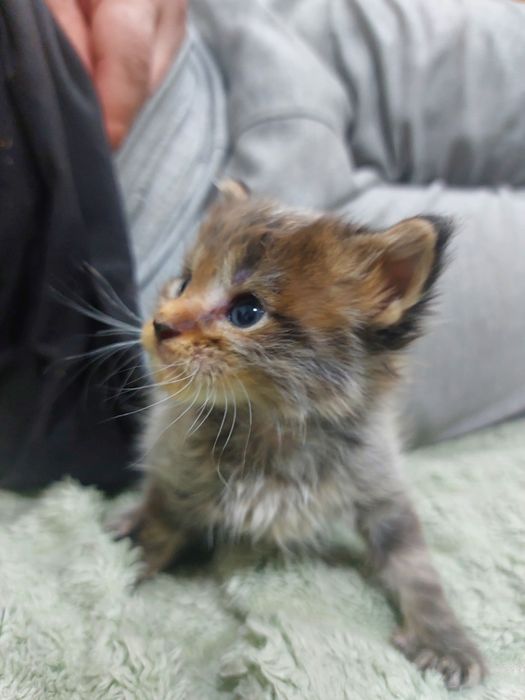 Продаются котята