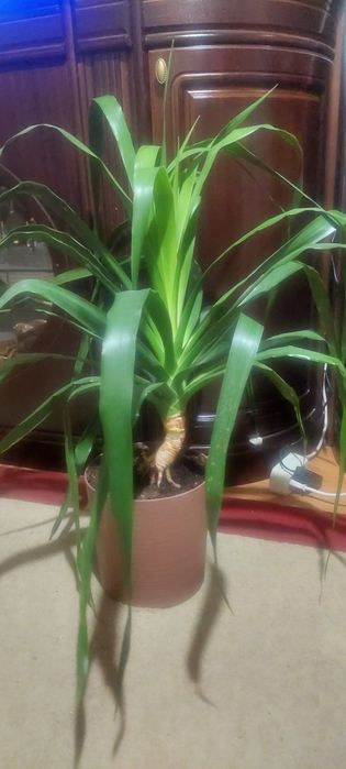 Драцена Драко продаю