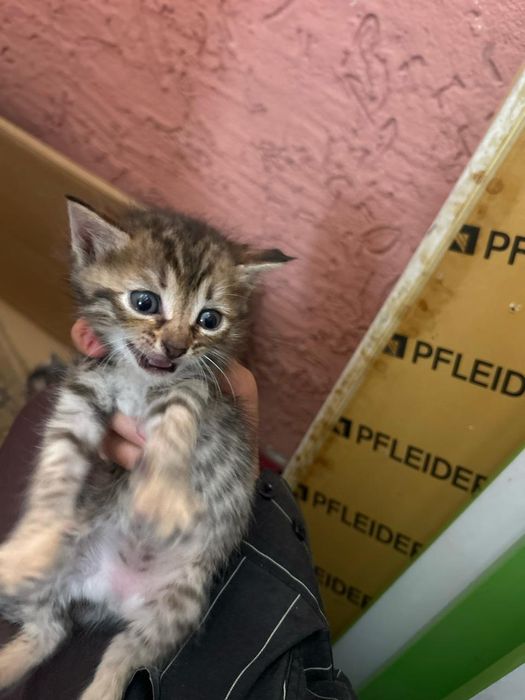 Отдадим котят в добрые руки