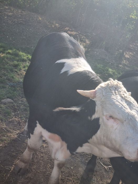 Vând viței de carne