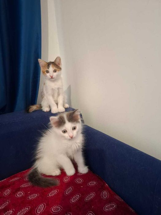 Отдам котят в добрые руки