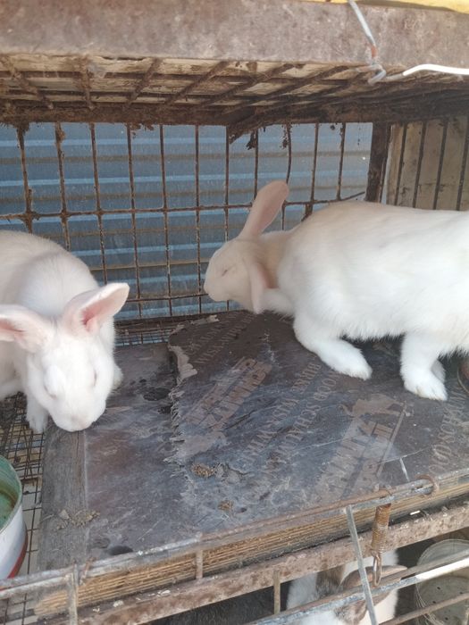 Продам кроликав продам