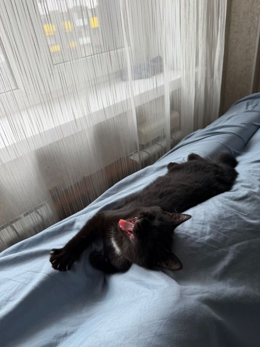 Отдам котенка в добрые руки