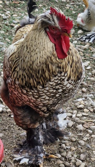 Pasari de rasa si de tăiat