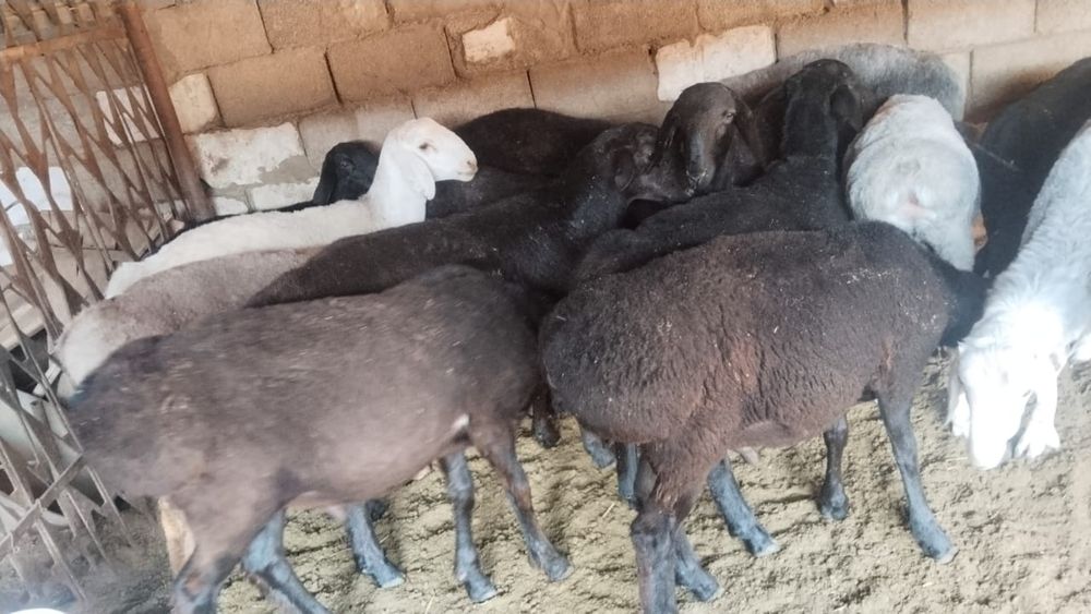 Менің әйелім үштікті жақсы көреді (MFM бейне)