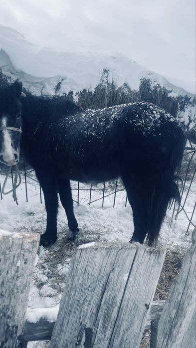 Байтал сатылады