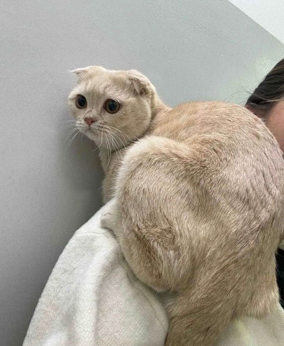 Кот вислоухий 1 год