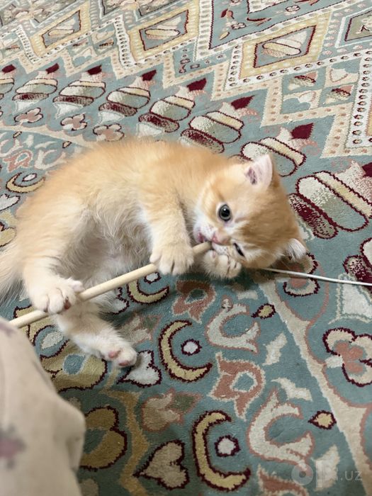 продаю котенок британский шиншилла