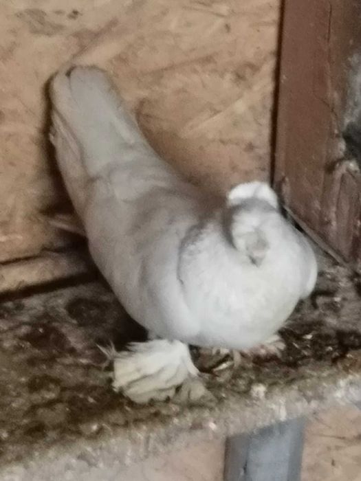 Продам голубку пароды Гульбадам