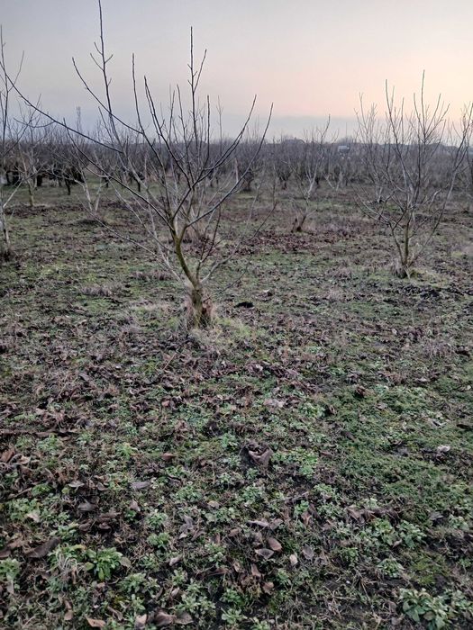 Vand 3 locuri de casa a cate 1500 mpatrati fiecare adica 15 arii