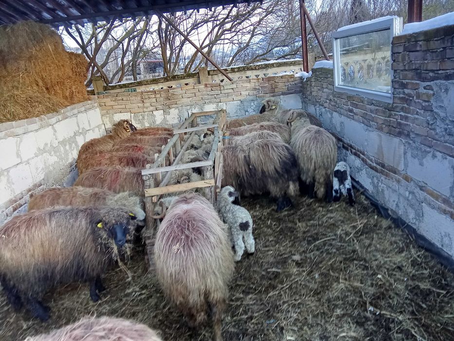 Oi fătătoare de vanzare