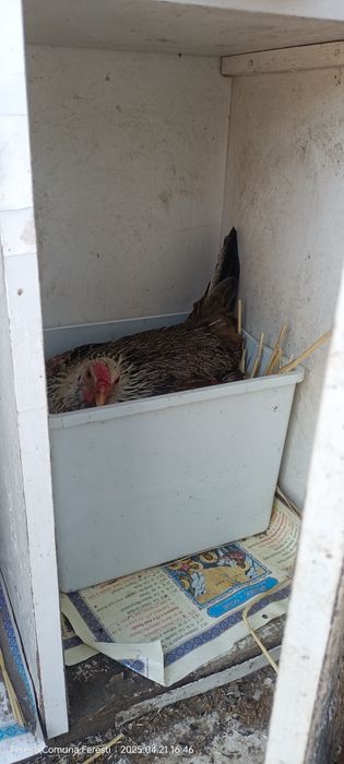 Cocoșei ,găinușe și pui americani