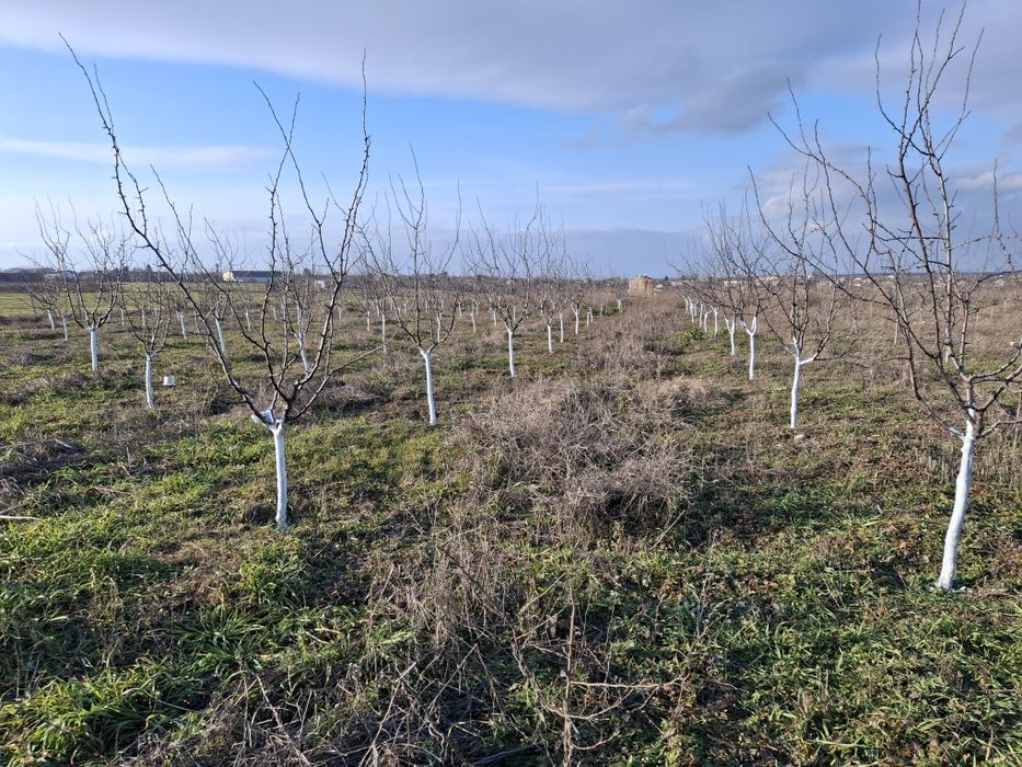 Продавам овошна градина 6 декара