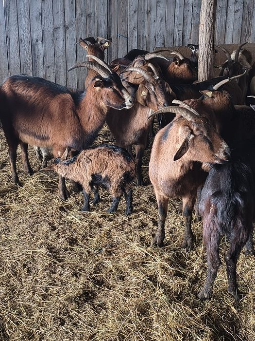 Capre metis de alpina