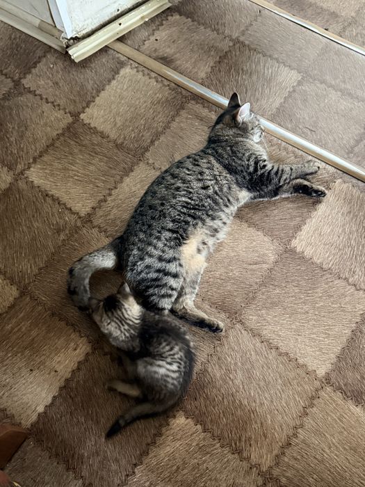 Котенок от крысоловки