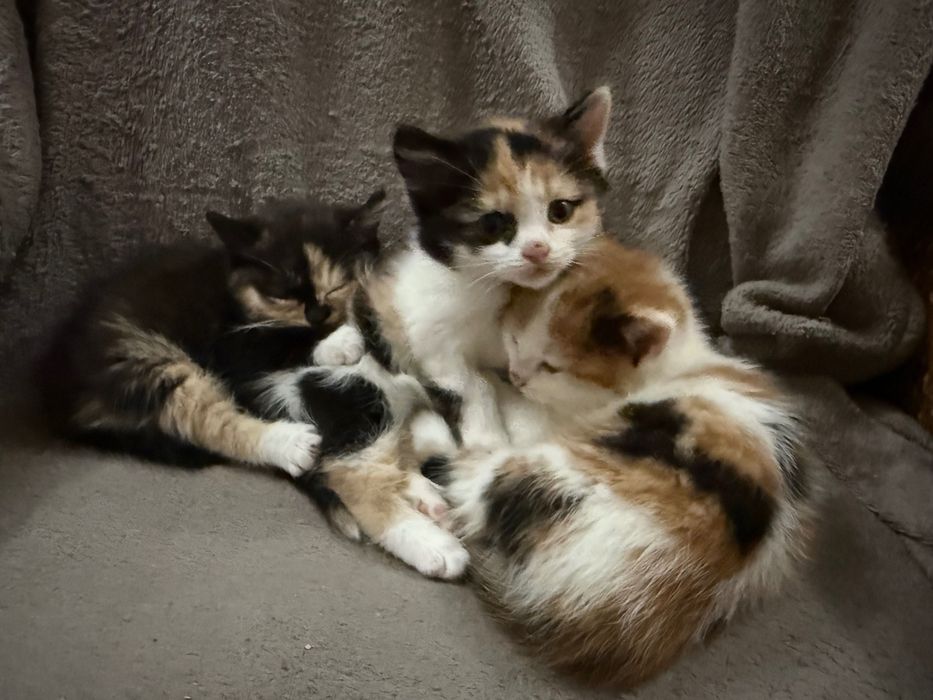 Подаряваме прекрасни котенца!