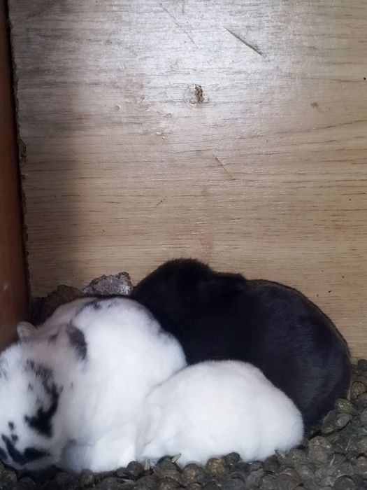 Кролики декоративные