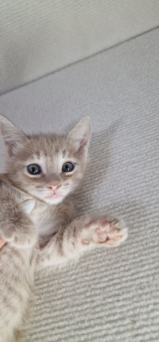 ищем добрые руки для котят