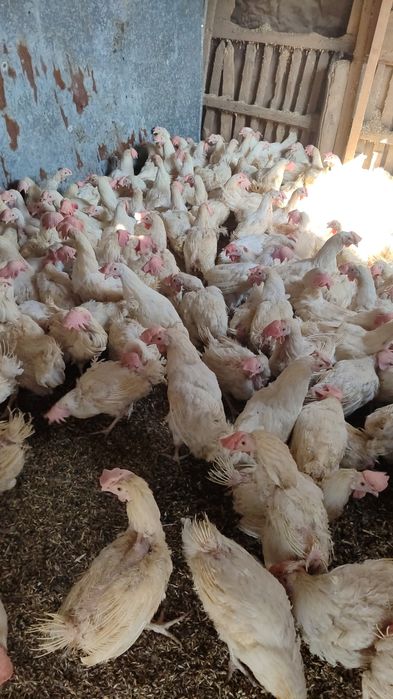 Продаю кур несушек.