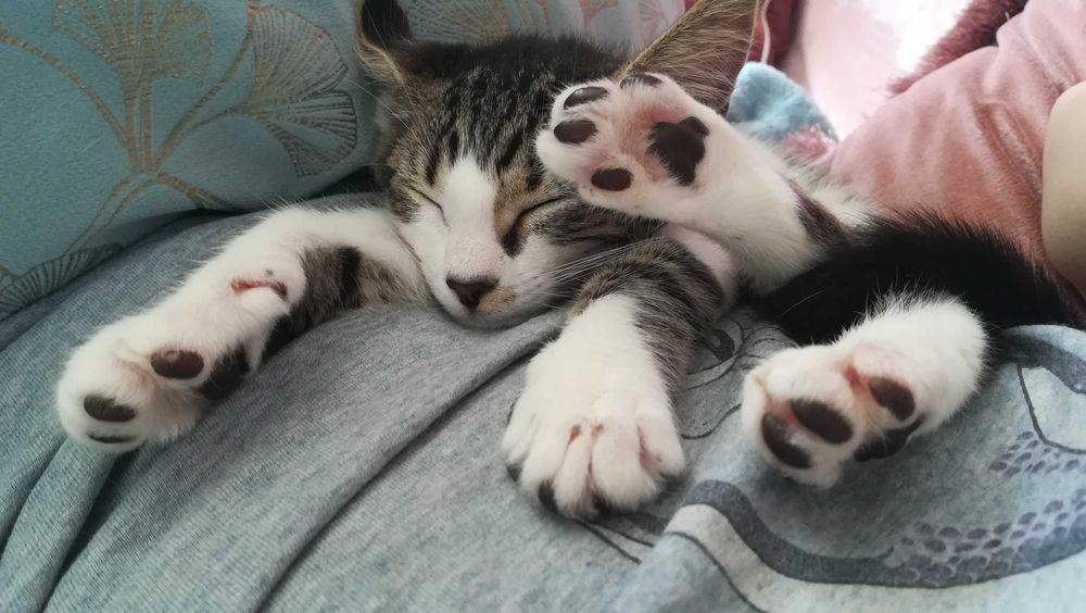 Коте Сърцелина си търси дом