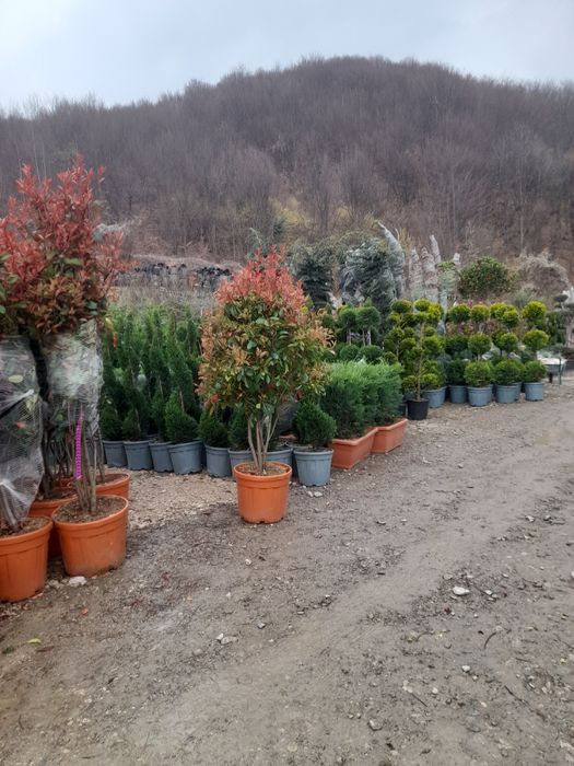 Magnolia Platan Tuia  Mesteacăn