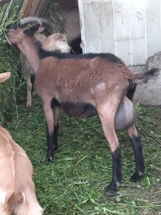 Capre și iezi de vanzare