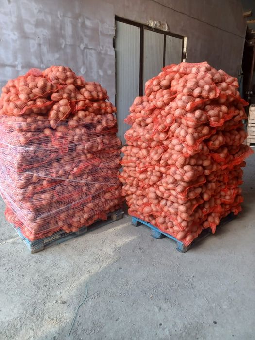 Cartofi 60+ ambalați la 10 kg, cantitate mare