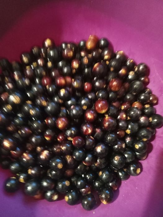 Продам саженцы чёрной смородины.