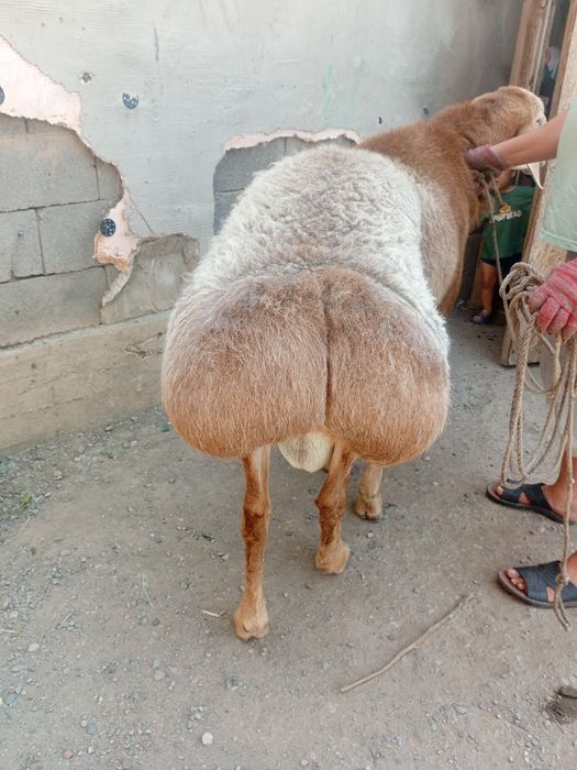 Продам кошкара гисара