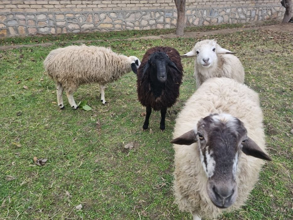 Qo‘y va Qo‘chqorlar Sotiladi