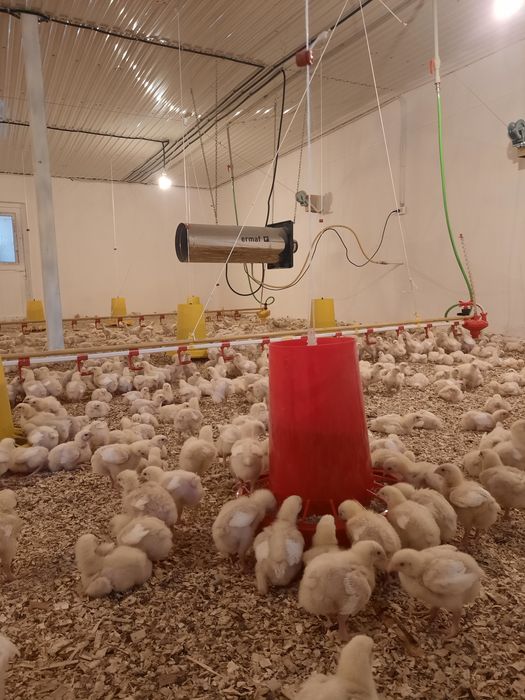 Бройлеры Росс 308- кобб 500