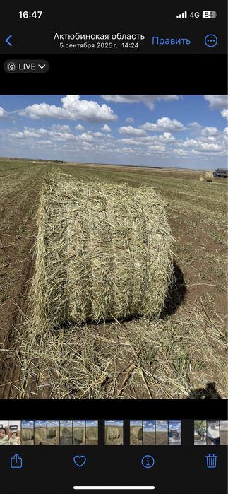 Продам суданку этого года укос
