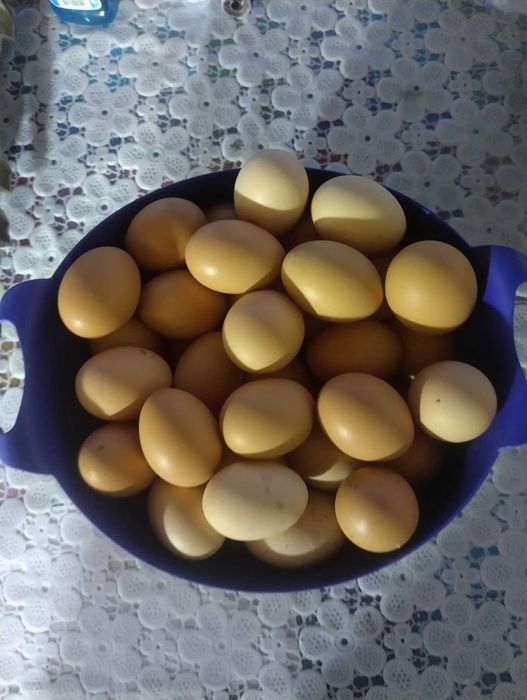 Oua de gaina pt consum sau incubat