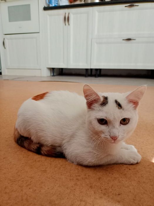 Котенок в добрые руки