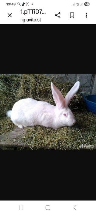 Продам кролов- подростков
