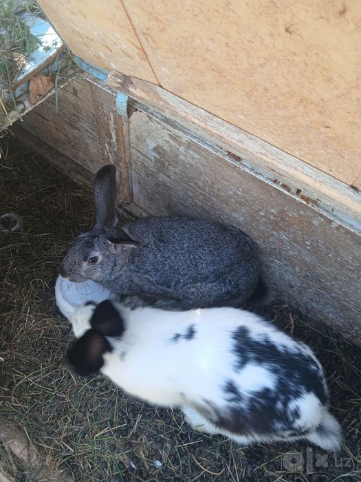 3 dona bo‘goz quyonlar sotiladi