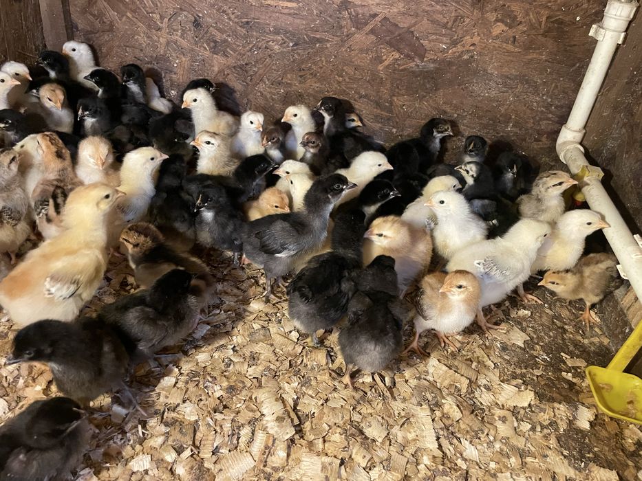 Pui gaina de casa + metis araucana