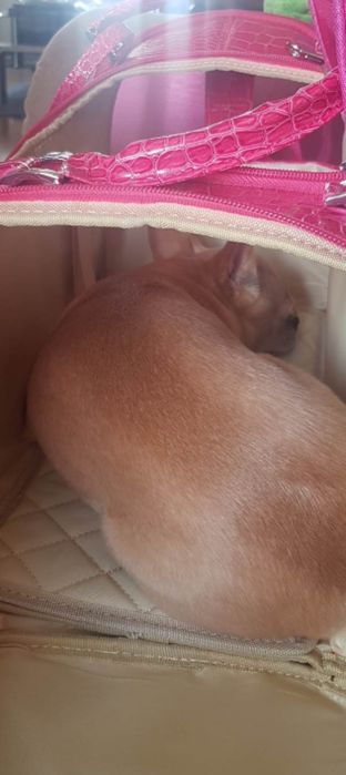 Луксозна транспортна чанта за домашен любимец