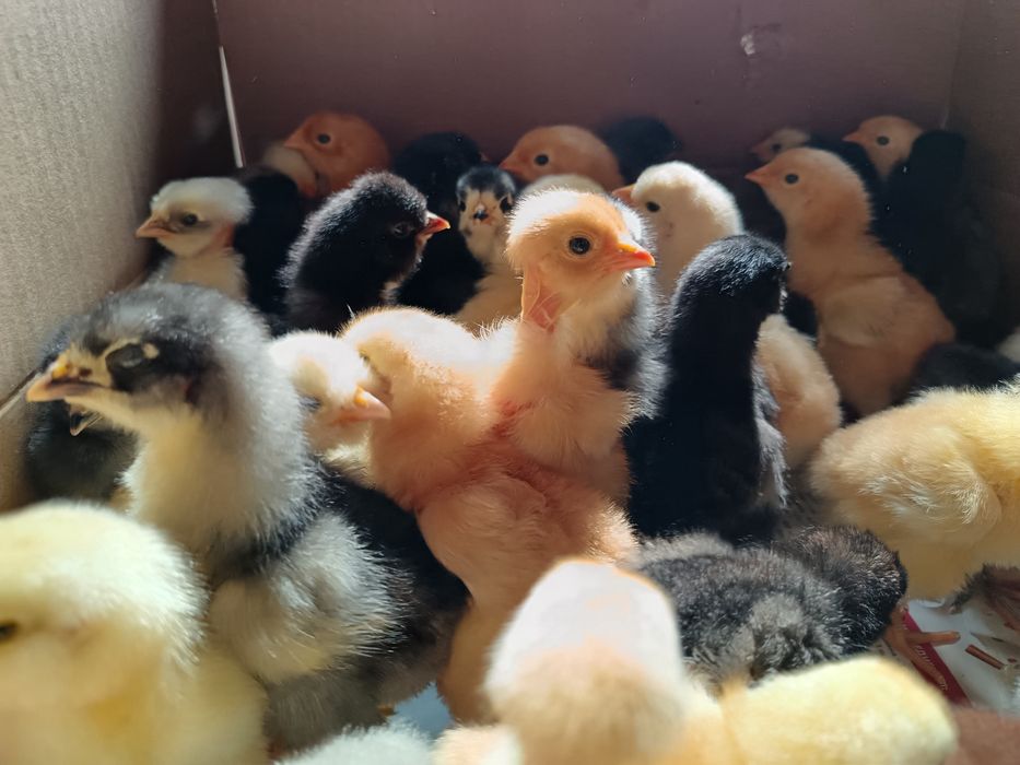Продаются цыплята