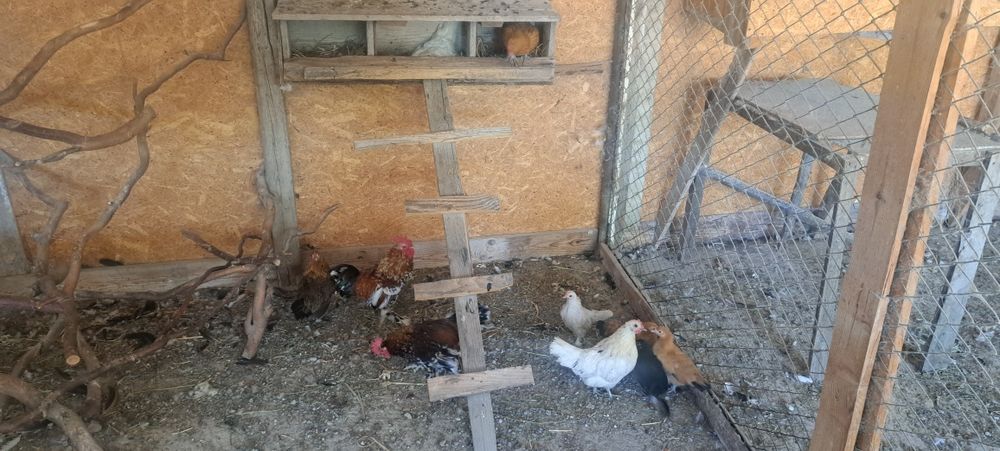 Gainudi pitice de vânzare