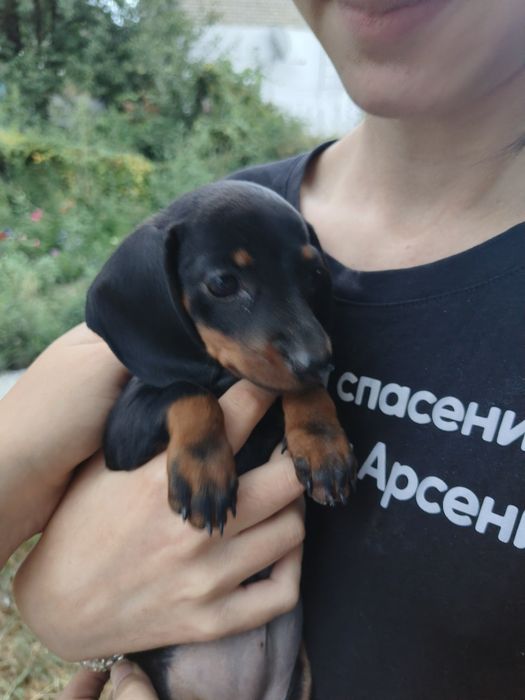 Продам Щенят таксы