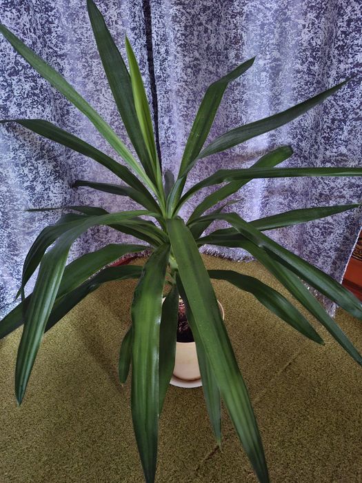 Комнатная   ЮККА