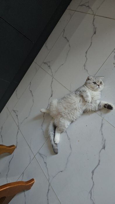 Серебристый шиншилла девичка тоза парода